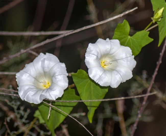 convolvulus arvensis