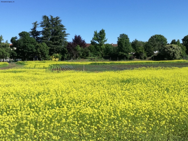 Primavera in Oreno 