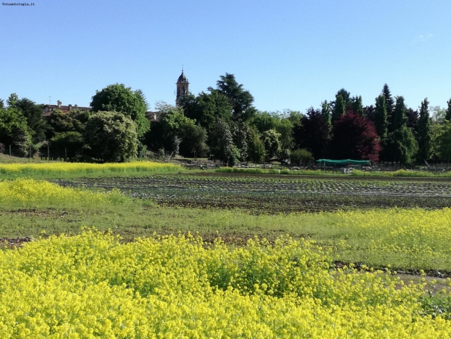 Primavera in Oreno 