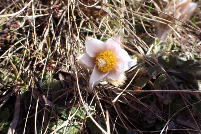 Fiore primaverile