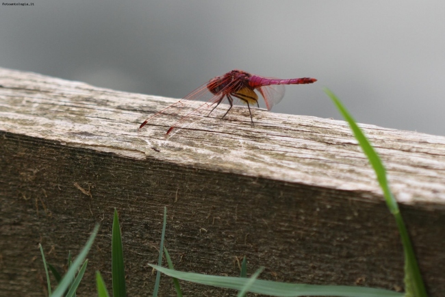 Libellula al lago