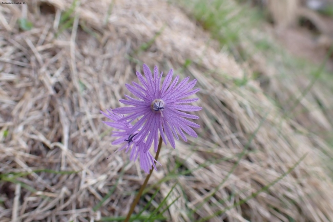 Fiore Alpino