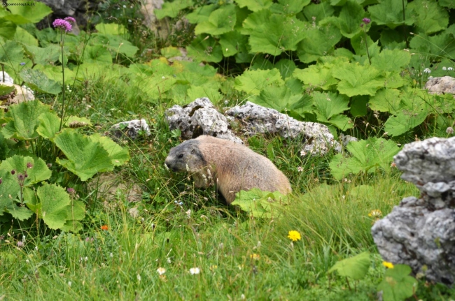 giovane marmotta??