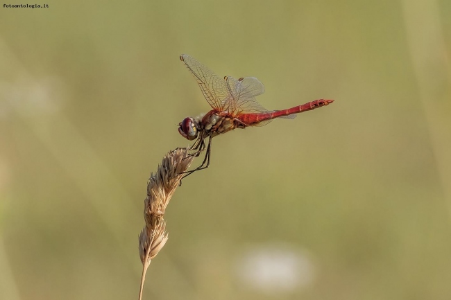 Libellula