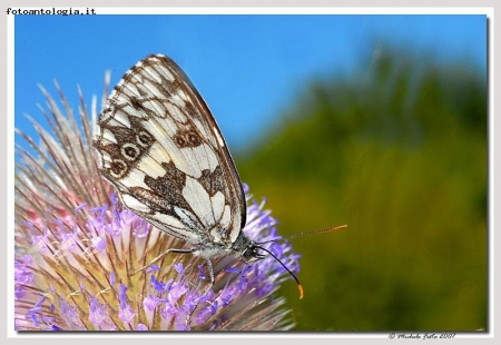 La farfalla e il fiore