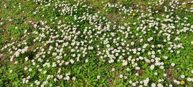 Primavera in arrivo