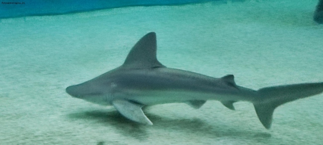 Genova - Acquario