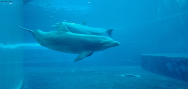 Genova - Acquario