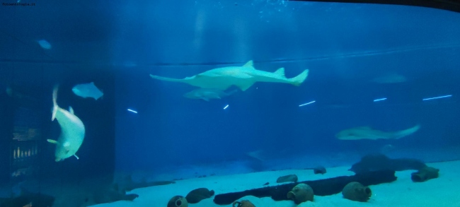 Genova - Acquario