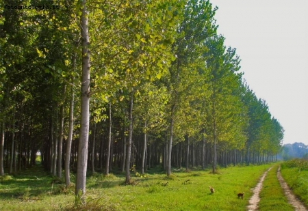 alberi,cani,strada