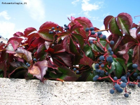 foglie di inzio autunno