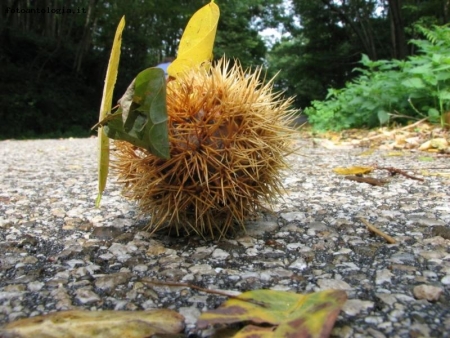 riccio in autunno