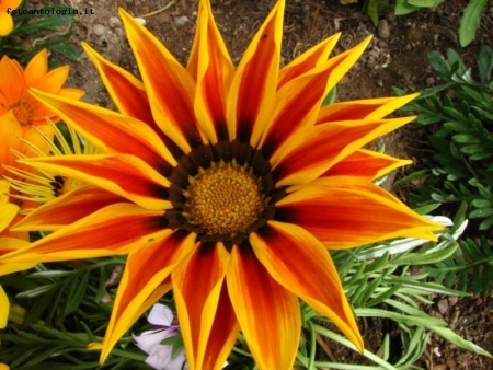 fiore