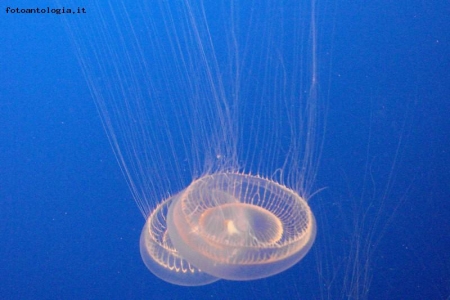 meduse bianche