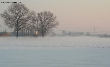 Alberi nella neve