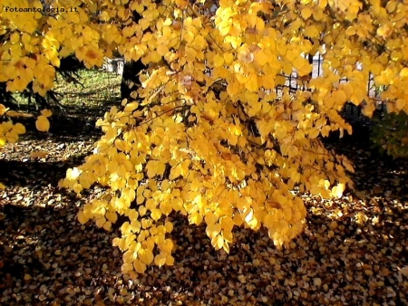 Godersi queste giornate di autunno ...