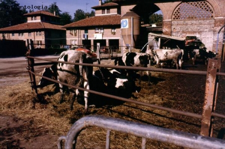 nel Parco di Monza