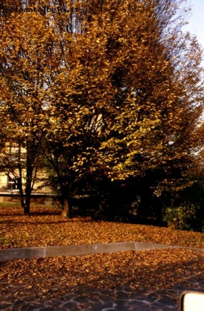 Parco di Monza in autunno