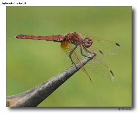 Dragonfly