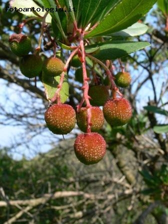 Corbezzolo (Arbutus unedo)