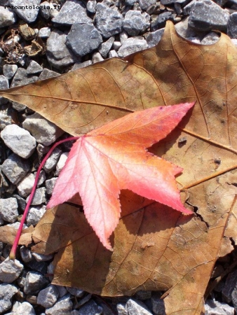 colori d'autunno