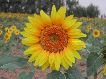 e come un girasole