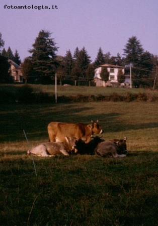 Campagna lombarda