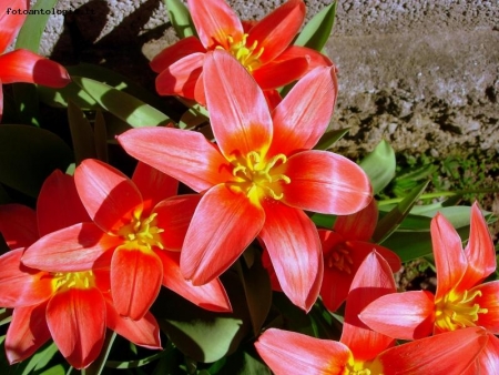 Tulipani