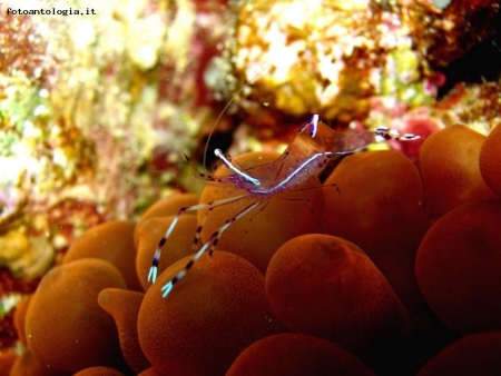 Gamberetto, Periclimenes longicarpus