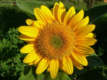 GIRASOLE