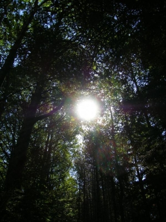 Sole tra gli alberi