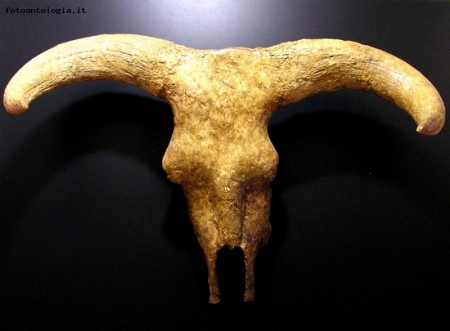 Taurino