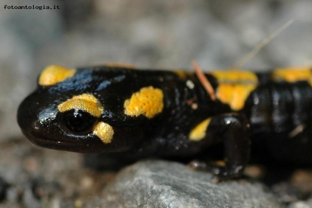 salamandra