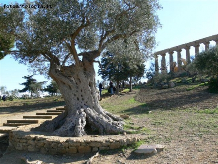 valle dei templi