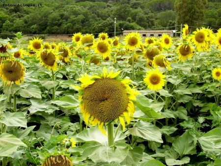 Girasoli in Toscana