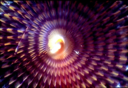 Spirografo