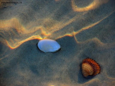 Le conchiglie e i raggi del sole