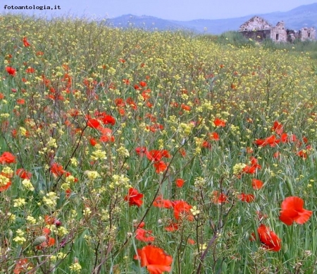 tulipani in puglia