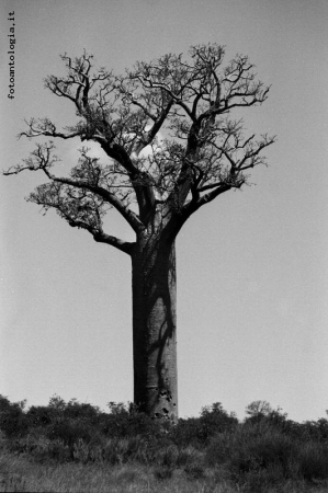 Baobab