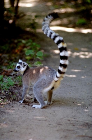 Lemure  Catta