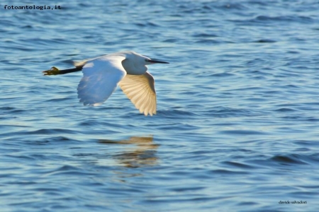 Voglia di volare