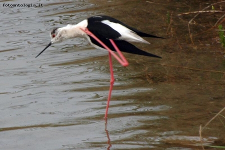 equilibrismo