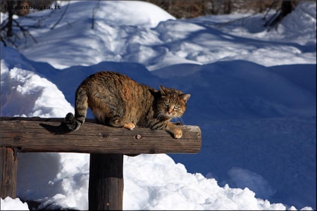 Il Gatto delle Nevi