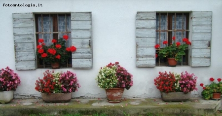 Finestre e gerani