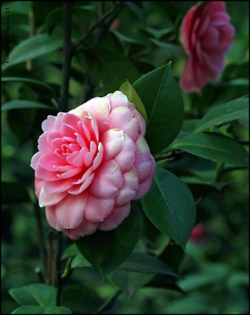 la prima camelia