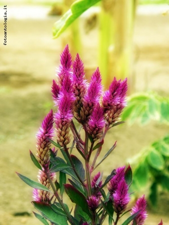 Fiori di Capo Verde