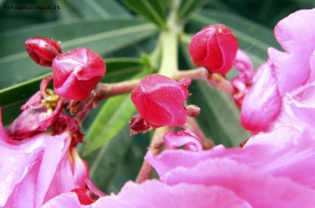 Fiori di Capo Verde