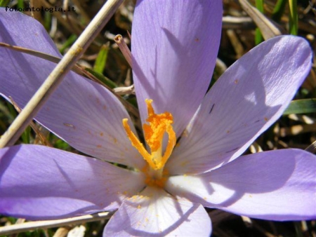 fiore del subasio