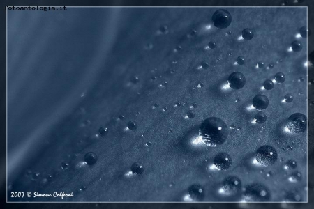 Water drop on petal