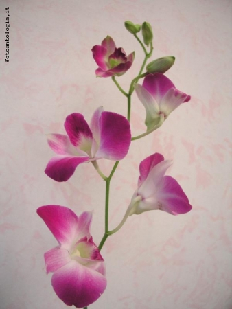 Orchidea